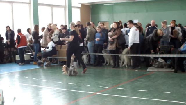 Йоркширский терьер. смотреть онлайн