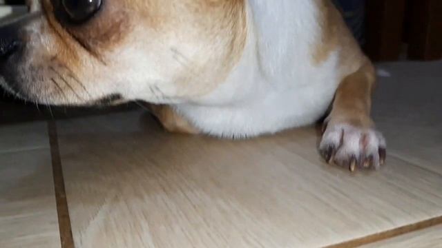 8 февраля. Пикируем перец. Сеем петунью. Ремонт кресла качалки. смотреть онлайн