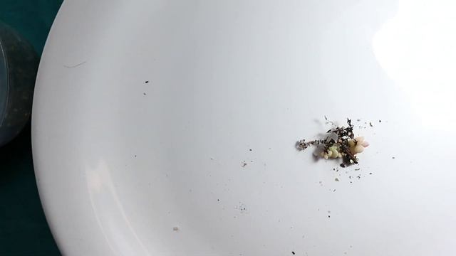 Depois de um ano que fiz a sementeira da Echeveria Lauii- Como elas estão? смотреть онлайн