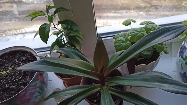 Комнатные цветы. Интересное растение Рэо собственной персоной смотреть онлайн