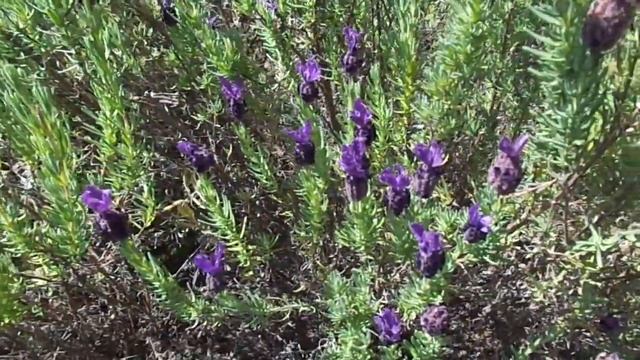 Lavandula angustifolia Cultivation [Oil & Leaves & Seeds] смотреть онлайн