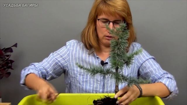 Бонсай из кедра (ч.1). смотреть онлайн