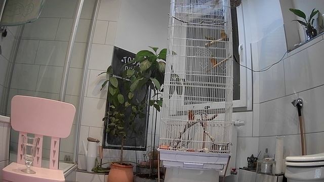 Урок пения кенара смотреть онлайн