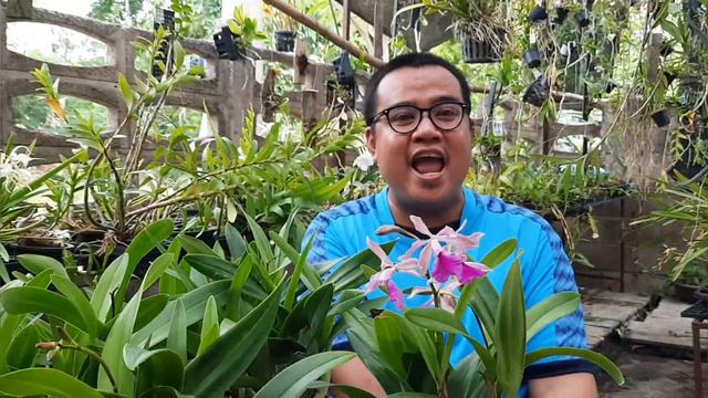 Encyclia cordigera x Cattleya violacea ลูกผสมเอนไซเคลียเข้ากับแคทลียา ดอกสีหวาน สวย เลี้ยงง่าย смотреть онлайн