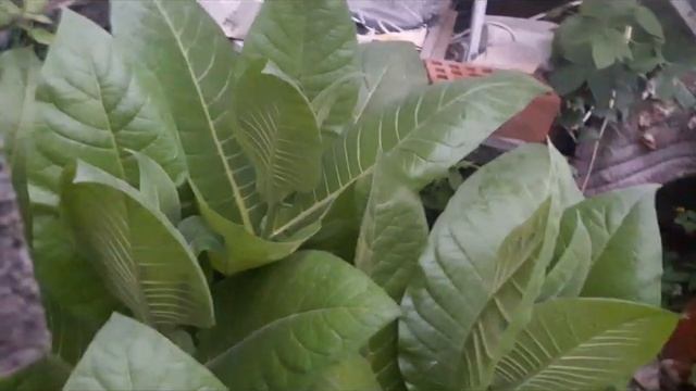 обзор табачных грядок. часть-1 25 07 2021 смотреть онлайн