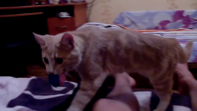 котопес Персик