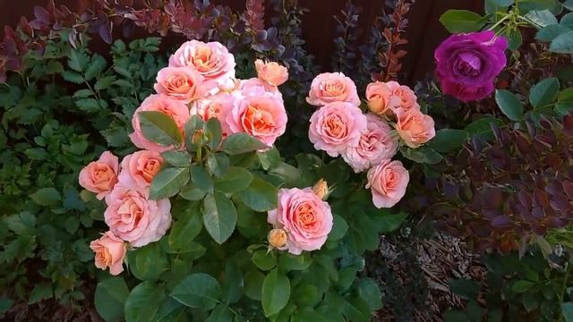 Фееричное цветение розы ВИВЬЕН ВЕСТВУД? смотреть онлайн