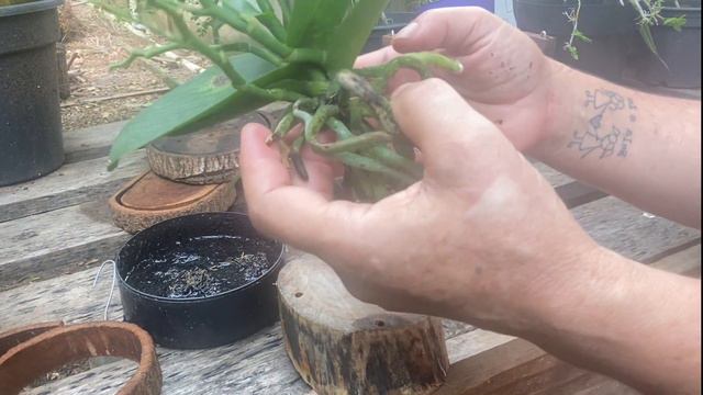 🟥Replantei a minha phalaenopsis Joy Spring Vênus! смотреть онлайн