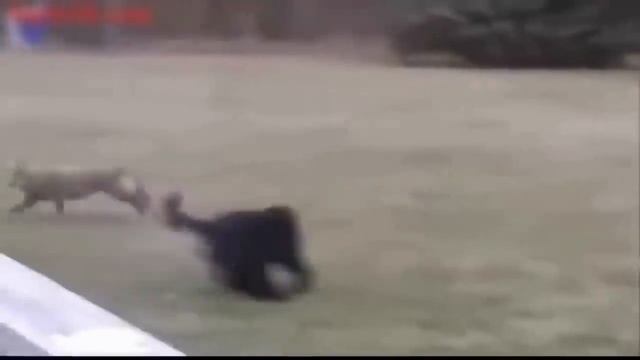 15 Реальных видео ВОЛК VS СОБАКА КТО КОГО? Охота на волка 2019 смотреть онлайн
