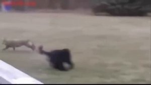 15 Реальных видео ВОЛК VS СОБАКА КТО КОГО? Охота на волка 2019