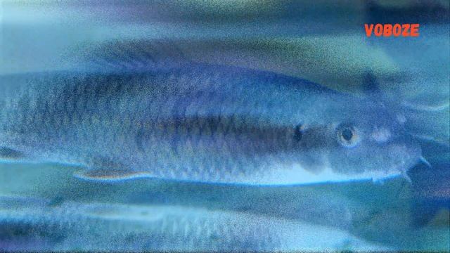 Рыбка Гарра Руфа. Содержание, разведение в домашнем аквариуме, уход. смотреть онлайн