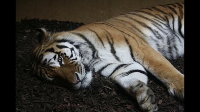 котейки 2.mp4