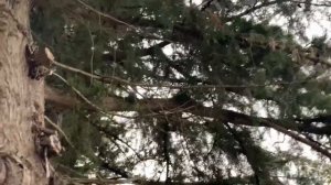 Гостевой дом «Горец»/ бюджетный отдых в Абхазии