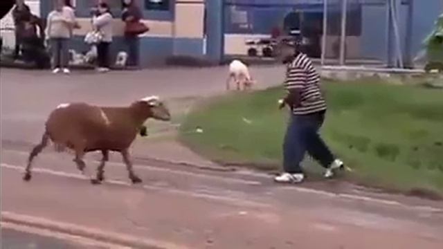 Злой баран.mp4 смотреть онлайн