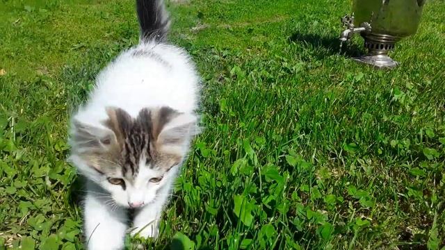 Разжигаю самовар смотреть онлайн