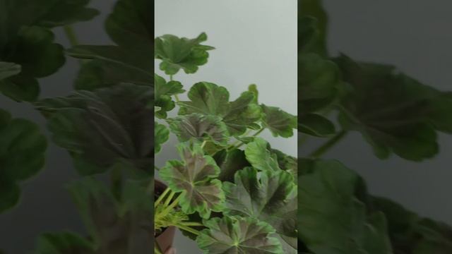 Огляд сортової пеларгонії Brocade Cherry Night