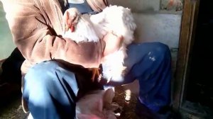 Глисты у кур Симптомы Профилактика Лечение