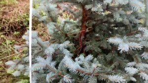 Как и когда сформировать Ель Глаука Глобоза.