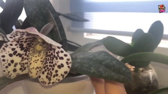 Цветущий венерин башмачок Беллатулум (Paph. Bellatulum), о сорте, посадке и содержании смотреть онлайн