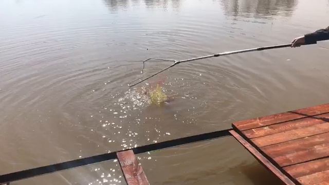 Здравствуйте РК Фиш'ка Данилово снова с Вами. Поклевка форельки. смотреть онлайн