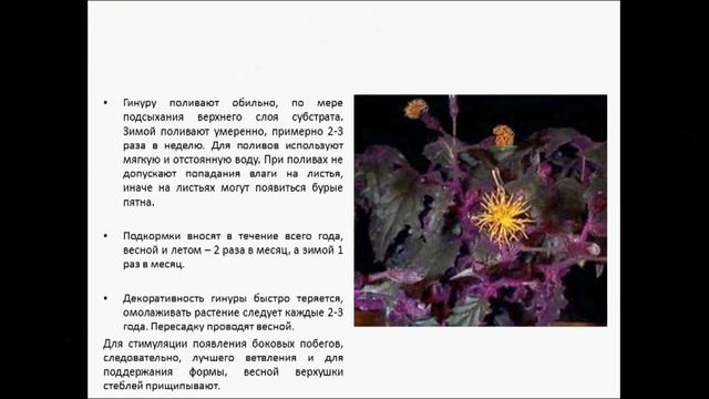 ГИНУРА смотреть онлайн