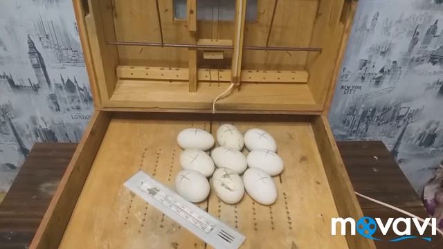 Инкубация гусиного яйца в домашних условиях @PafnutiyP смотреть онлайн