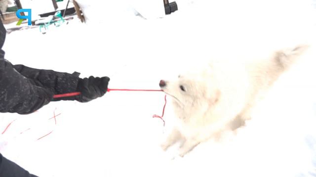 Коуч-оленевод научит арканить и управлять упряжкой. Ярко Яндо. Часть 2 | ЯСАВЭЙ. Кочевник XXI века смотреть онлайн