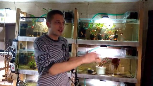 Бюджетный аквариум, своими руками.