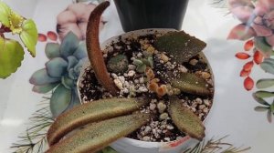 Суккуленты Виды каланхоэ  #видыкаланхоэ#суккуленты