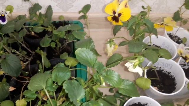 Корневая и внекорневая подкормка рассады