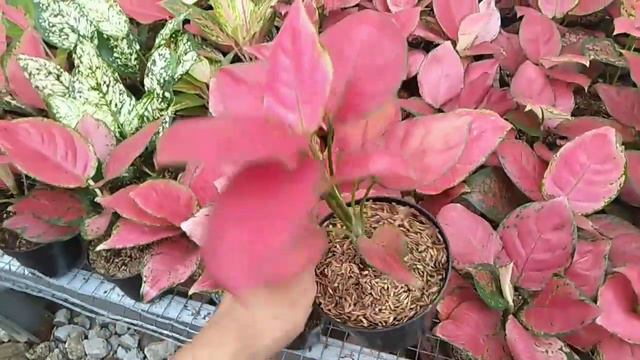 Update Stok Aglonema Terbaru смотреть онлайн