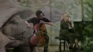 К Сен Санс «Черепахи»