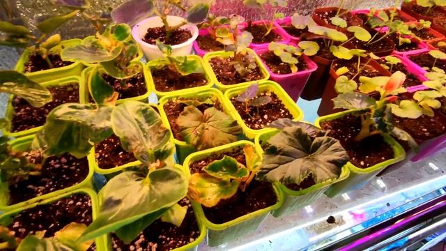 ЧУДО ДОБАВКА В ГРУНТ ДЛЯ ЗДОРОВЫХ КОРНЕЙ.САПРОПЕЛЬ. смотреть онлайн