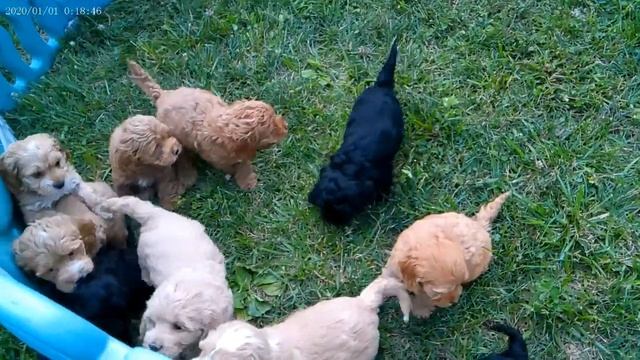 7 Week Old Cockapoo Puppies! - Mill Creek Family Farms AKC Champion Line Cockapoos