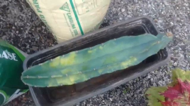 cactos Brasil como plantar corretamente смотреть онлайн