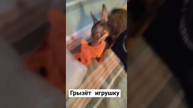 Грызёт игрушку смотреть онлайн
