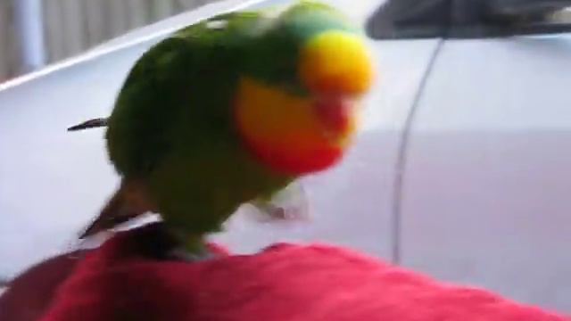 Kea, the barraband, flirting with Ducky. смотреть онлайн
