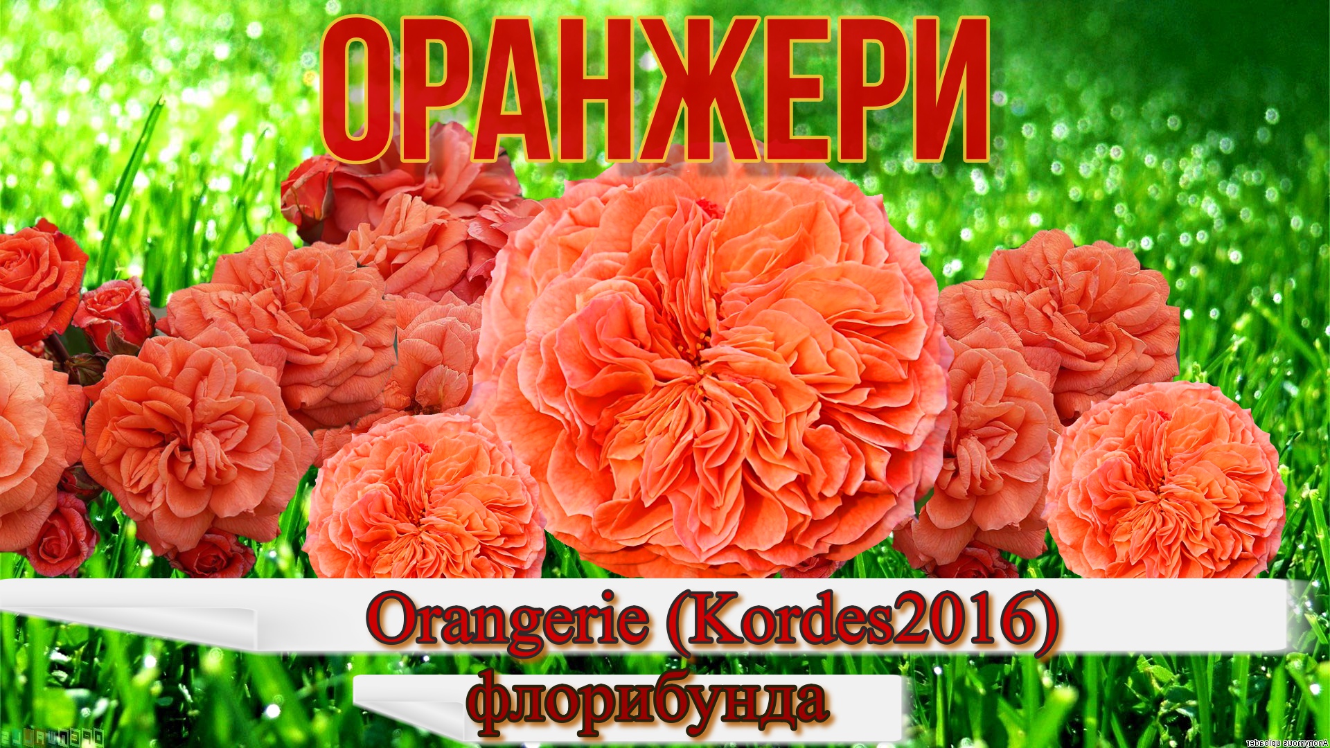 Роза Оранжери (Флорибунда) - Orangerie (W_ Kordes' Söhne Германия, 2016) смотреть онлайн