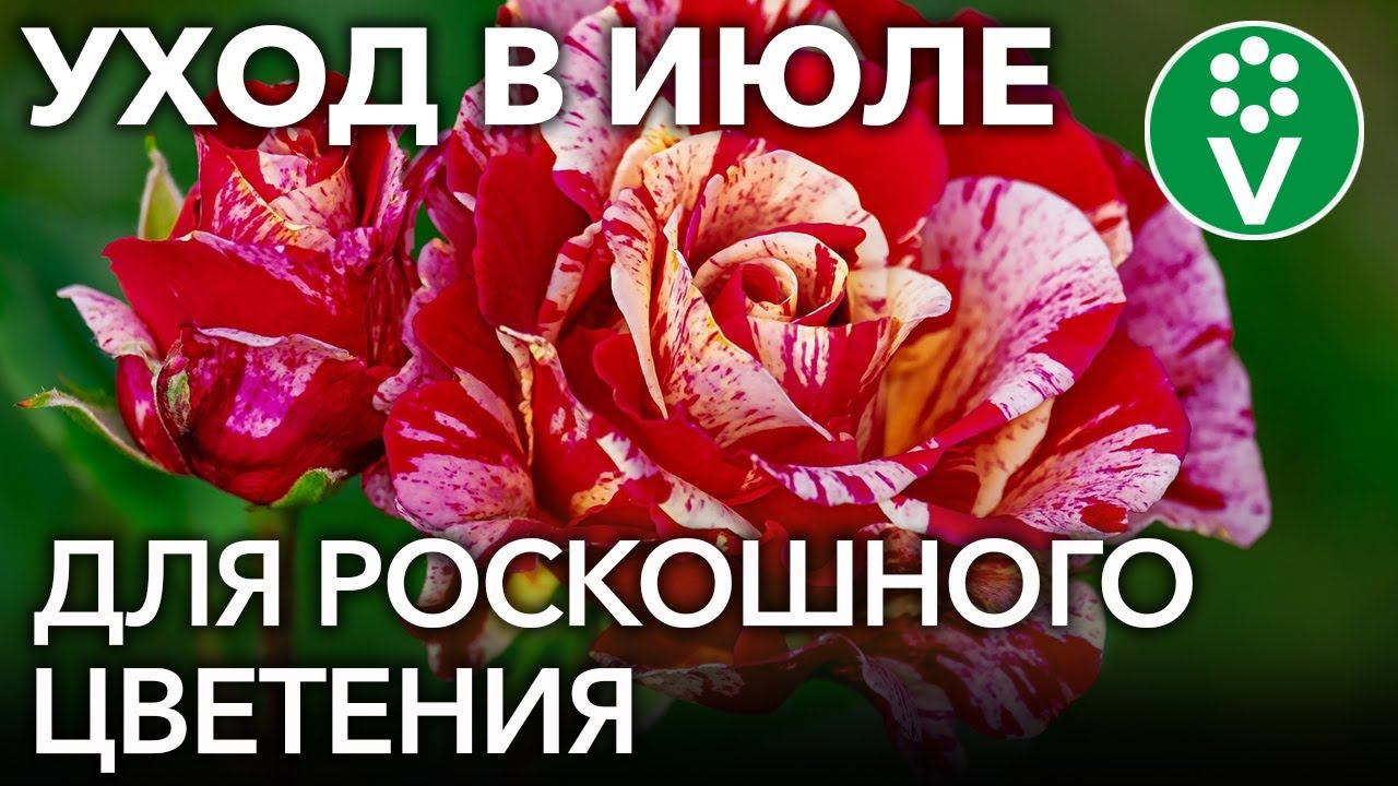 РОЗЫ В ИЮЛЕ: чем подкормить и как обрезать для обильного и продолжительного цветения смотреть онлайн