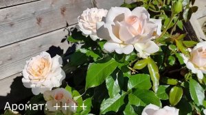 РОЗА Чандос Бьюти. Лучшая роза этого сезона!!!