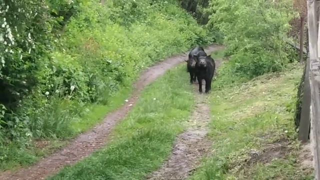 Как мы чуть не поймали ДИКИХ КАБАНОВ. смотреть онлайн