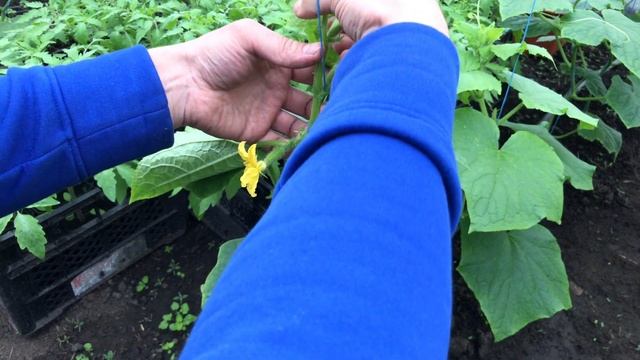 Формирование огурцов в теплице ЛЕГКО ) Огурцы Амур , Кибрия и Мадрилен смотреть онлайн