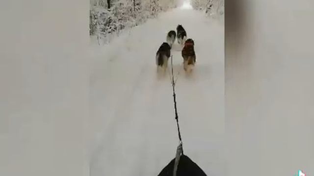 Тренировка Хаски смотреть онлайн
