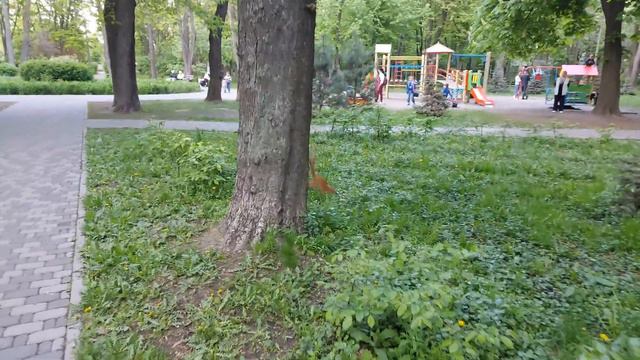 Белка в парке убегает и прячется от людей смотреть онлайн