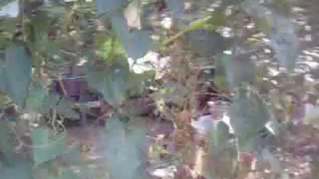 вьющиеся цветущие лианы смотреть онлайн