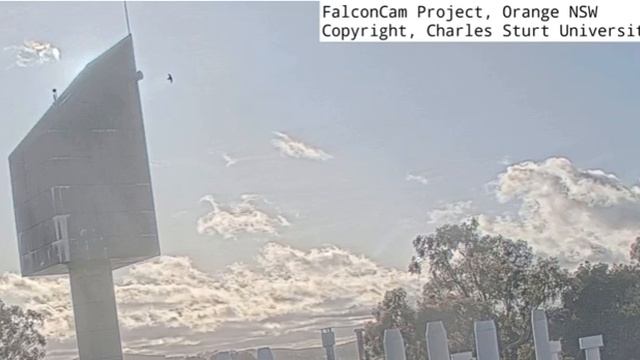 FalconCam 2022 11 22 Aerial antics with Indigo смотреть онлайн