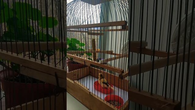 Купание канарейки! смотреть онлайн