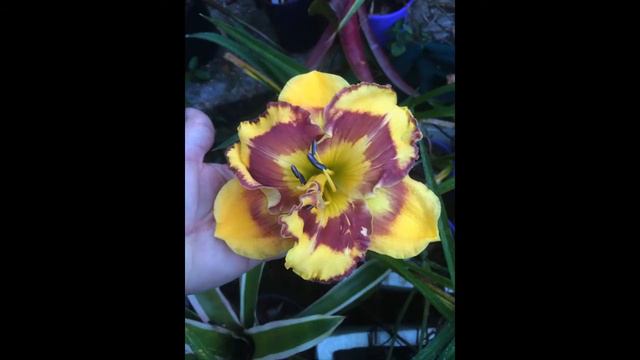 SCHAS Daylily & Bulb Society Show 2016 смотреть онлайн