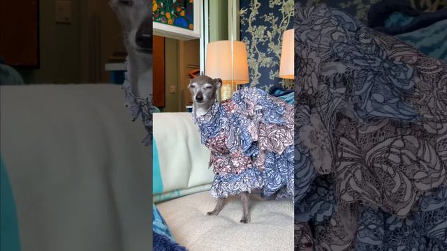 The Audrey Hepburn of Dogs - Tika is My Fair Iggy смотреть онлайн