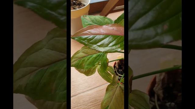 Plant Vs Plant! Syngonium Batik|Pink Splash|Three Kings (which one do you like?) смотреть онлайн